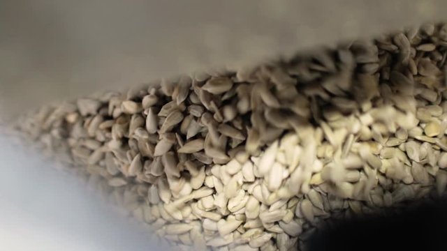 Sunflower seeds on a factory conveyor