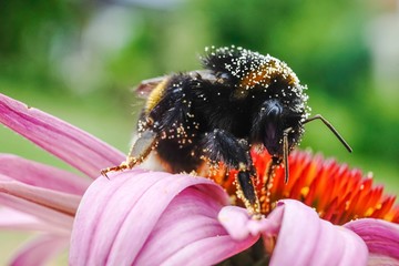 bee on flower
