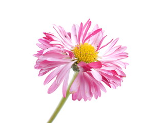 aster flowers on a white background