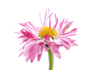 aster flowers on a white background