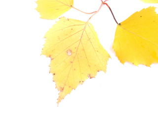yellow birch leaves on a white background