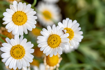 the beauty of nature chamomile and natural life