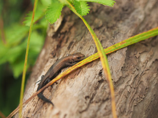 viviparous lizard on a tree in the forest