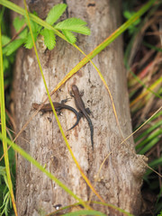 viviparous lizard on a tree in the forest