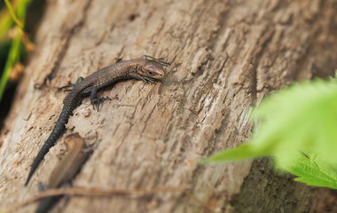 viviparous lizard on a tree in the forest