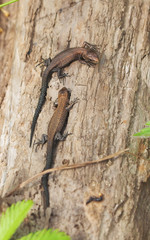 viviparous lizard on a tree in the forest