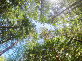 crowns of trees in the forest. down up