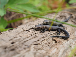 viviparous lizard on a tree in the forest