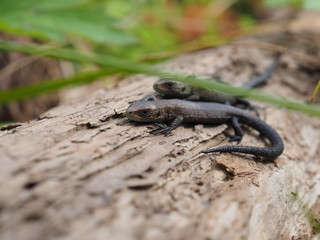 viviparous lizard on a tree in the forest