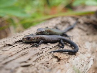 viviparous lizard on a tree in the forest