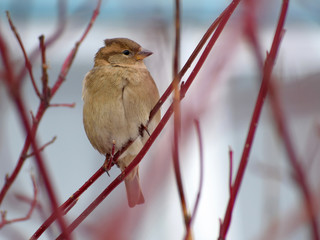 Cute female sparrow among red branches of naked bush on blurred white and blue background