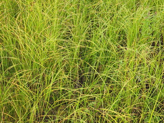 grass in the summer. forest