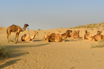 Camels in Thar desert. Jaisalmer. India