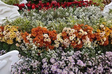 flowers Tropical leaves foliage plant bush floral arrangement nature clipping path included.