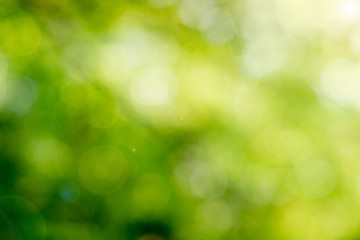 Obraz premium Green bokeh on nature abstract blur background green bokeh from tree