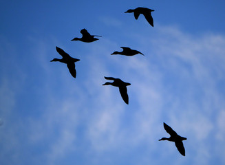 Geese in flight.