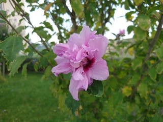 pink flower with purole hue