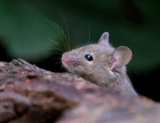 House mouse in hiding in urban garden.