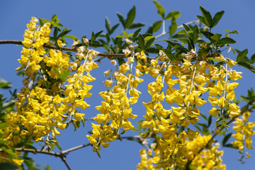 Fototapeta na wymiar Yellow flowers of Alpine laburnum in a garden during spring