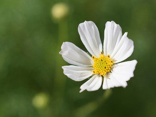 Obraz premium White cosmos flower on blurred green background. Closeup. Top view. 