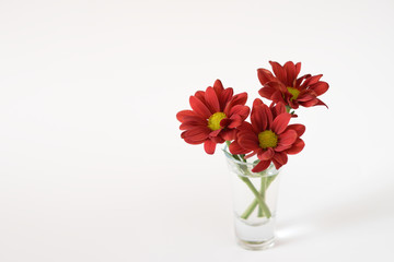 A bunch of 3 red chrysanthemums in small transparent glass vase on white background. Copy space