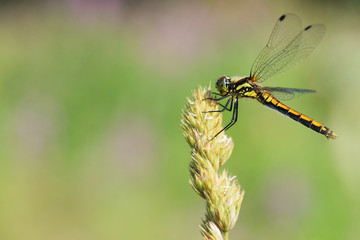 Dragonfly on a plant against a blurred grass background. Selective focus. Side view. Copy space