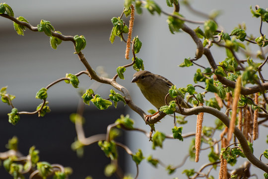 Vogel im Haselnussbaum