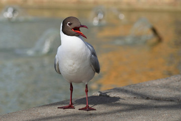 Sea-gull is screaming with open wide beak , standing on a concrete surface on blurred orange-grey fountain background 