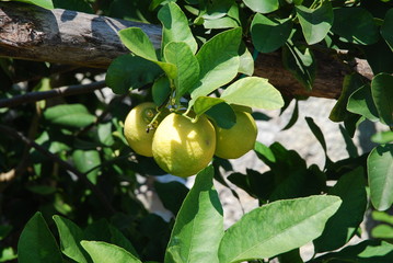 Limone sul Garda - italienische Gemeinde am Westufer des Gardasees in der Provinz Brescia in der Lombardei 