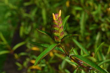 Chrysanthemum flowers are blooming If blooming then will be yellow. Beautiful planted in the backyard