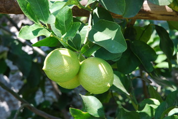 Limone sul Garda - italienische Gemeinde am Westufer des Gardasees in der Provinz Brescia in der Lombardei 