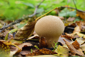 Light brown mushroom among autumn leaves on smooth green backgound. Lycoperdon perlatum. Closeup