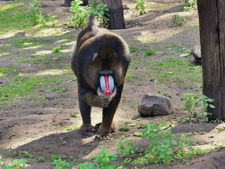 Colorful monkey mandrill ...