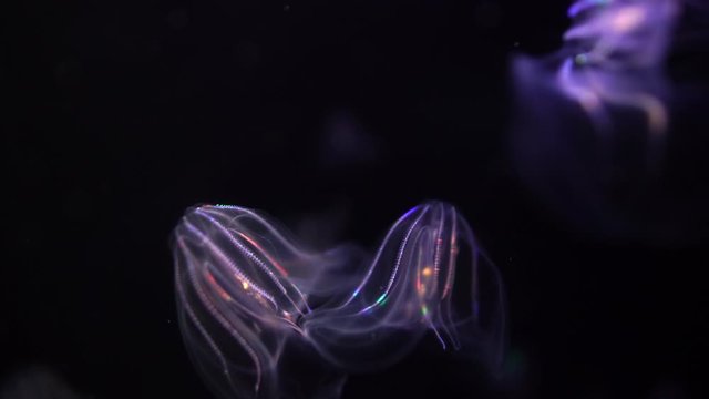 Jellyfish Warty Comb Jelly Mnemiopsis Leidyi