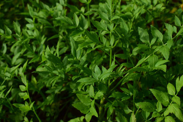 Coriander leaves Is a natural green leaf Can be flavored as symptoms And fragrant