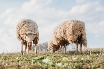 Obraz premium organic free range sheep lamb mutton in a green grass field with long fur before in a need of cut 