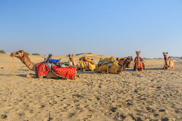 Camels for Safari in Thar desert. Jaisalmer. India