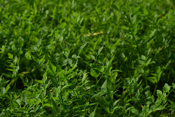 Coriander leaves Is a natural green leaf Can be flavored as symptoms And fragrant