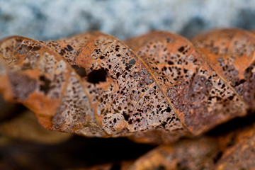 rhythm of nature and the beauty of the leaves