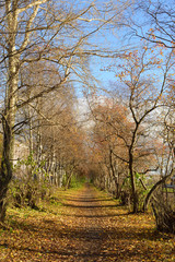 Path in authumn park on a sunny day