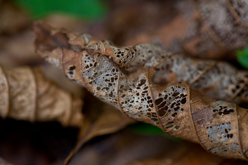 rhythm of nature and the beauty of the leaves