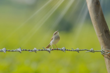 birds on farm barbed wire