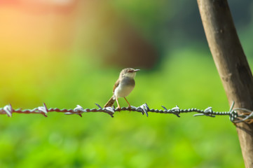 bird setting on wire and sunlight