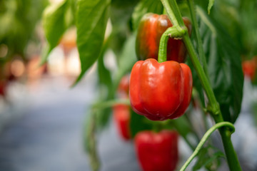 Red bell pepper Hanging on the tree In the organic garden