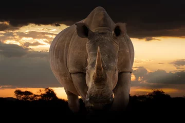 Schilderijen op glas Portrait of a white rhinoceros (Ceratotherium simum), Welgevonden Game Reserve, South Africa. © Gunter