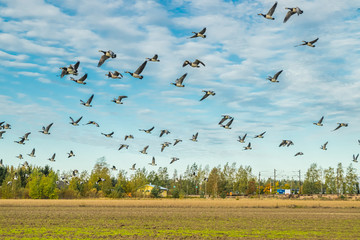 A big flock of barnacle gooses is flying above the field. Birds are preparing to migrate south. September 2019, Finland