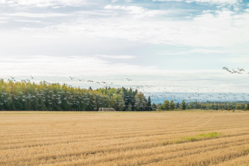 A big flock of barnacle gooses is flying above the field. Birds are preparing to migrate south. September 2019, Finland