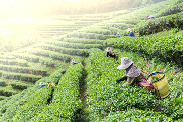 The crown are picking top tea leaves from the tea plantations in the morning.
