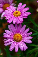 Obraz premium the face of nature flowers and drops of water