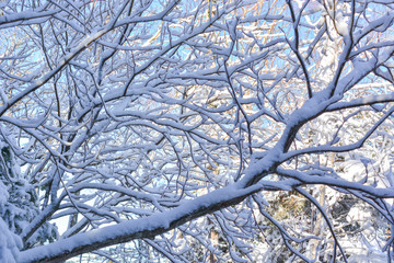 Tree branches with snow. Close-up. Weather, winter.